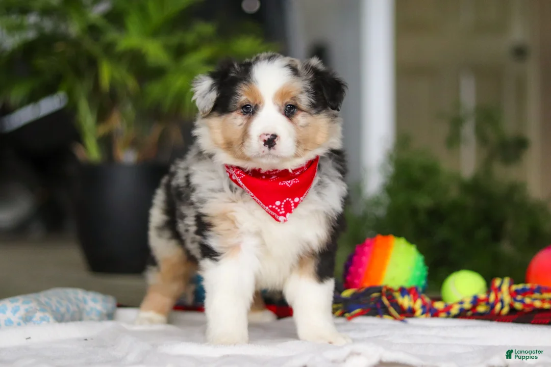 Australian Shepherd dogs for sale: Dreamer - Ad 1