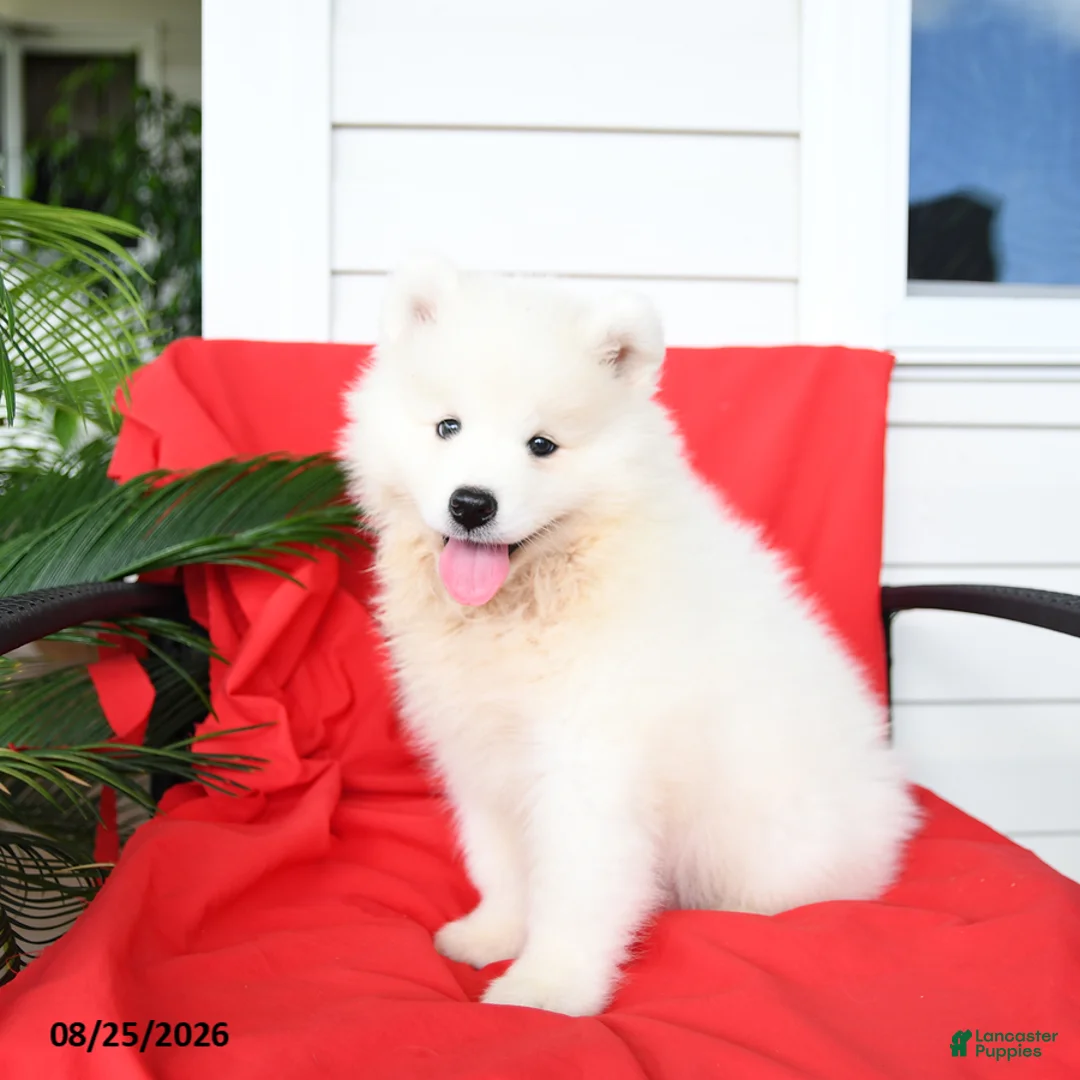 Samoyed dogs for sale: Lazer - Ad 3