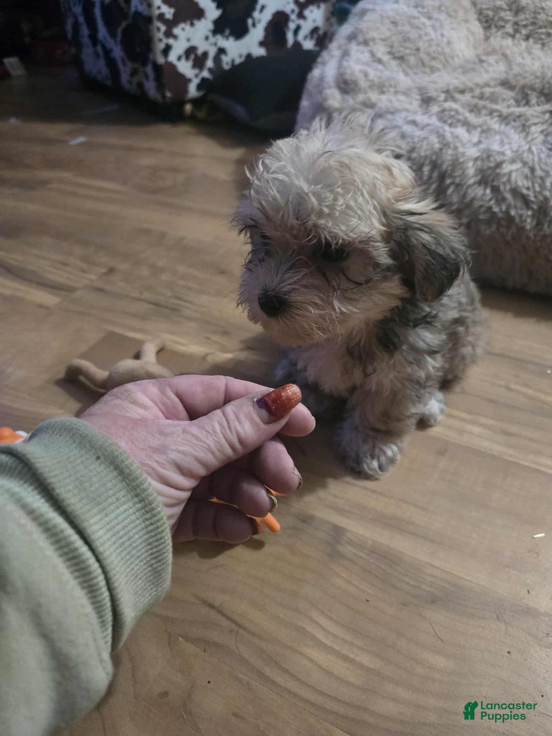 Maltipoo dogs for sale: Albert - Ad 8