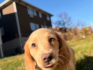 Miniature Dachshund dogs Maurice - Ad 40