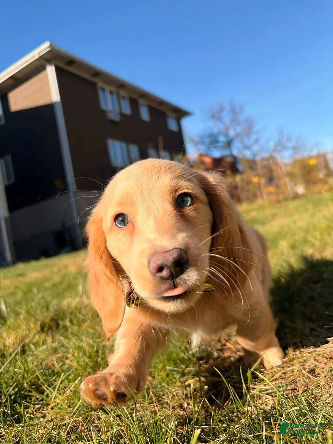 Miniature Dachshund dogs for sale: Maurice - Ad 1