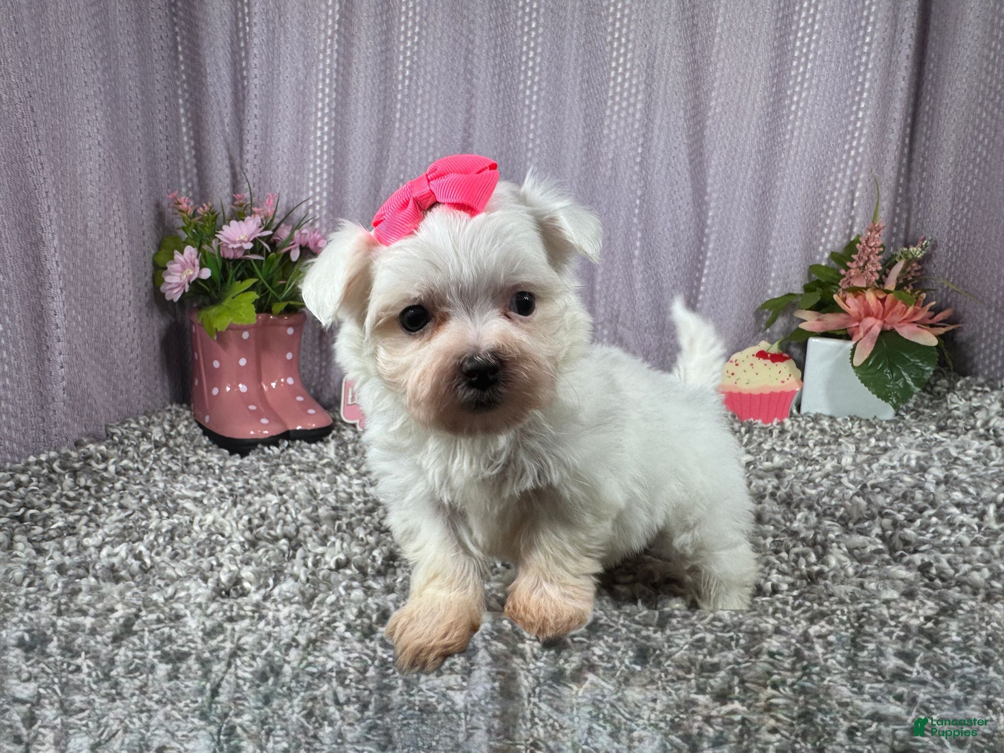 Maltese dogs Maltese 1 - Ad 22