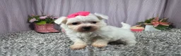 Maltese dogs for sale: Maltese 1 - Ad 1