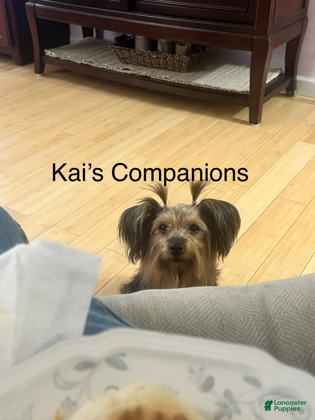 Morkie dogs for sale: Mochi - Ad 4