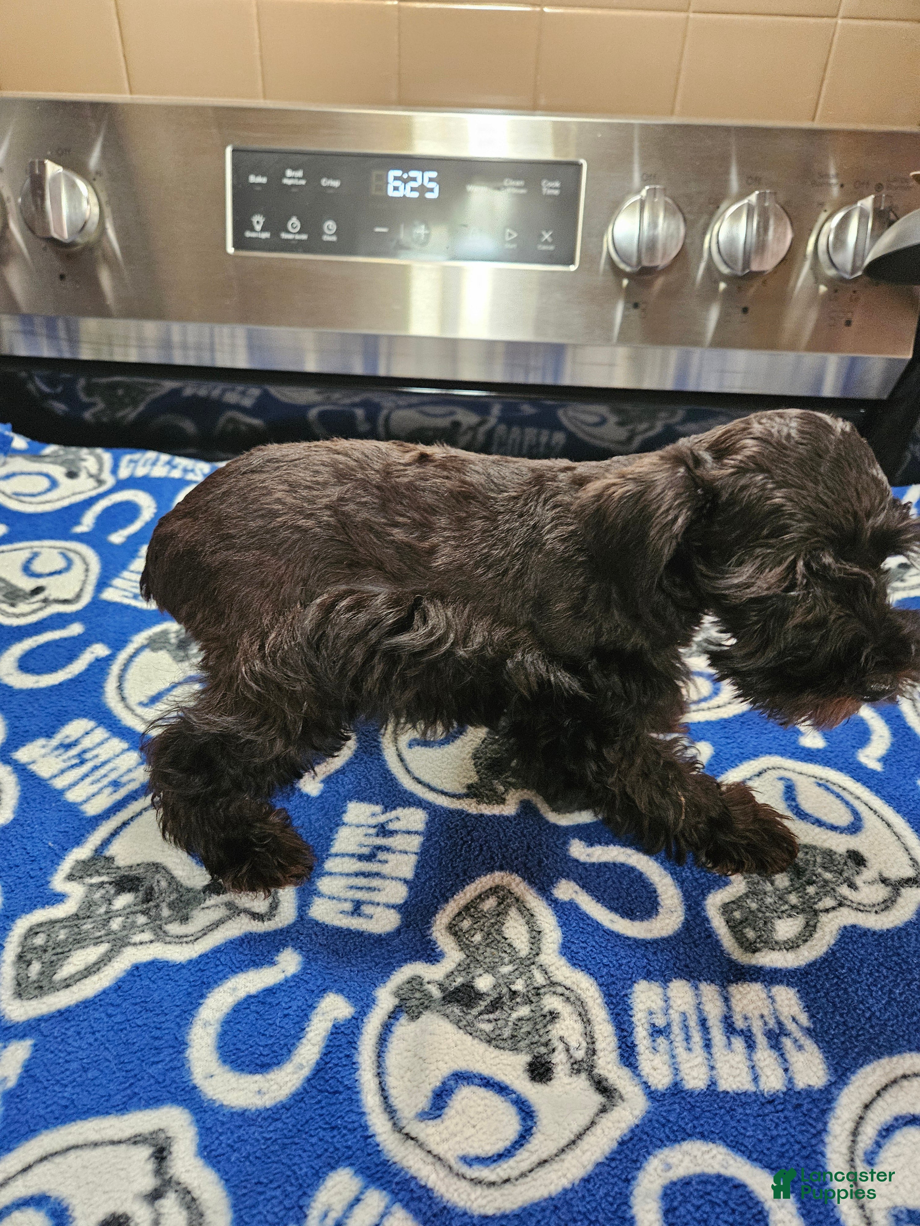 Miniature Schnauzer dogs Black male  - Ad 2