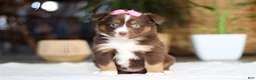 Australian Shepherd dogs for sale: Zinna - Ad 4