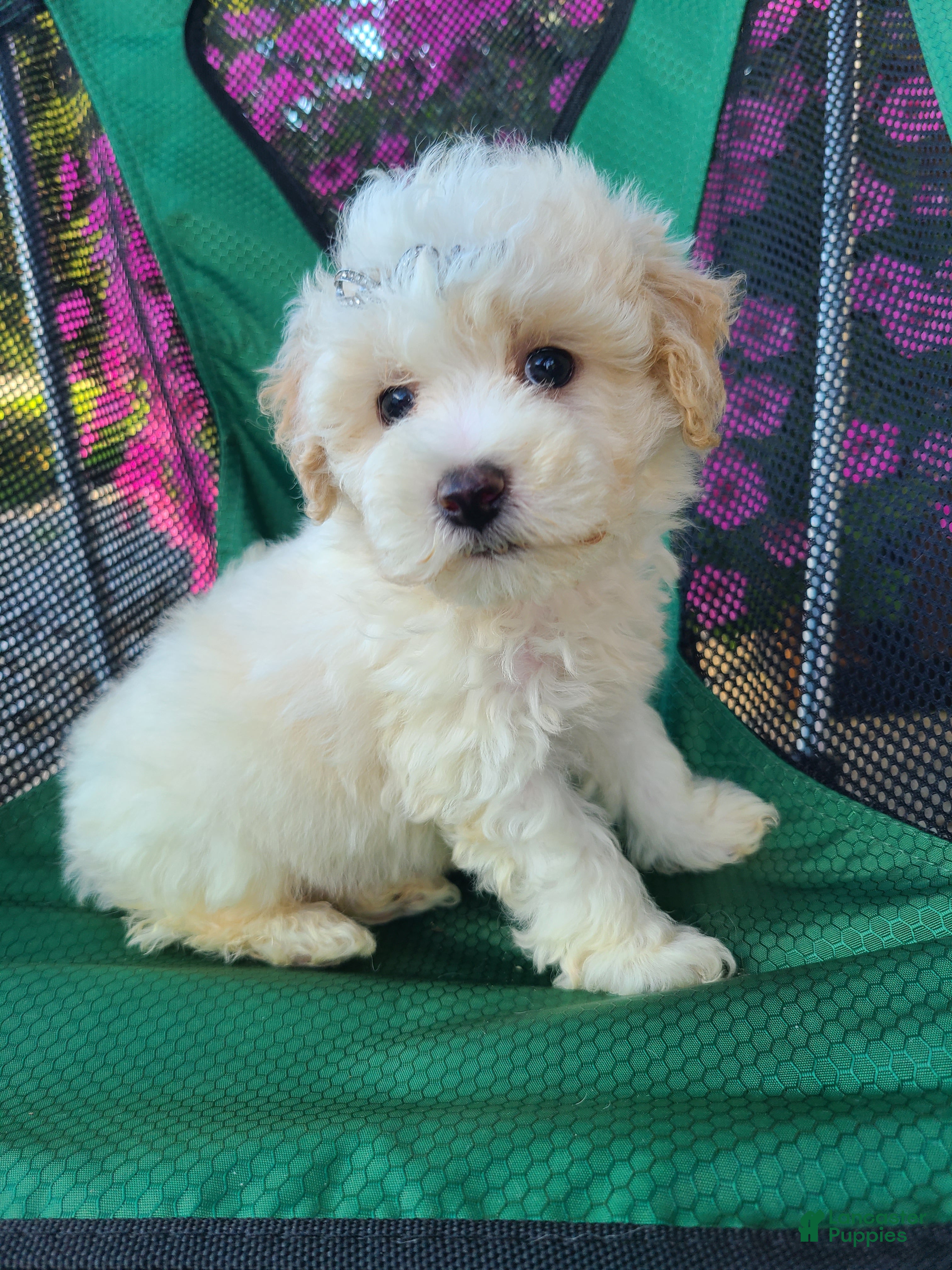 Lhasapoo dogs Cash - Ad 2