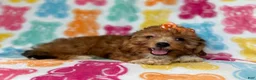 Yorkiepoo dogs for sale: Bree - Ad 9