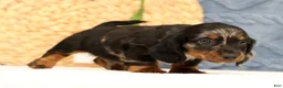 Miniature Dachshund dogs for sale: Jasper - Ad 9