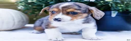 Mixed Breed dogs for sale: Coco - Ad 12