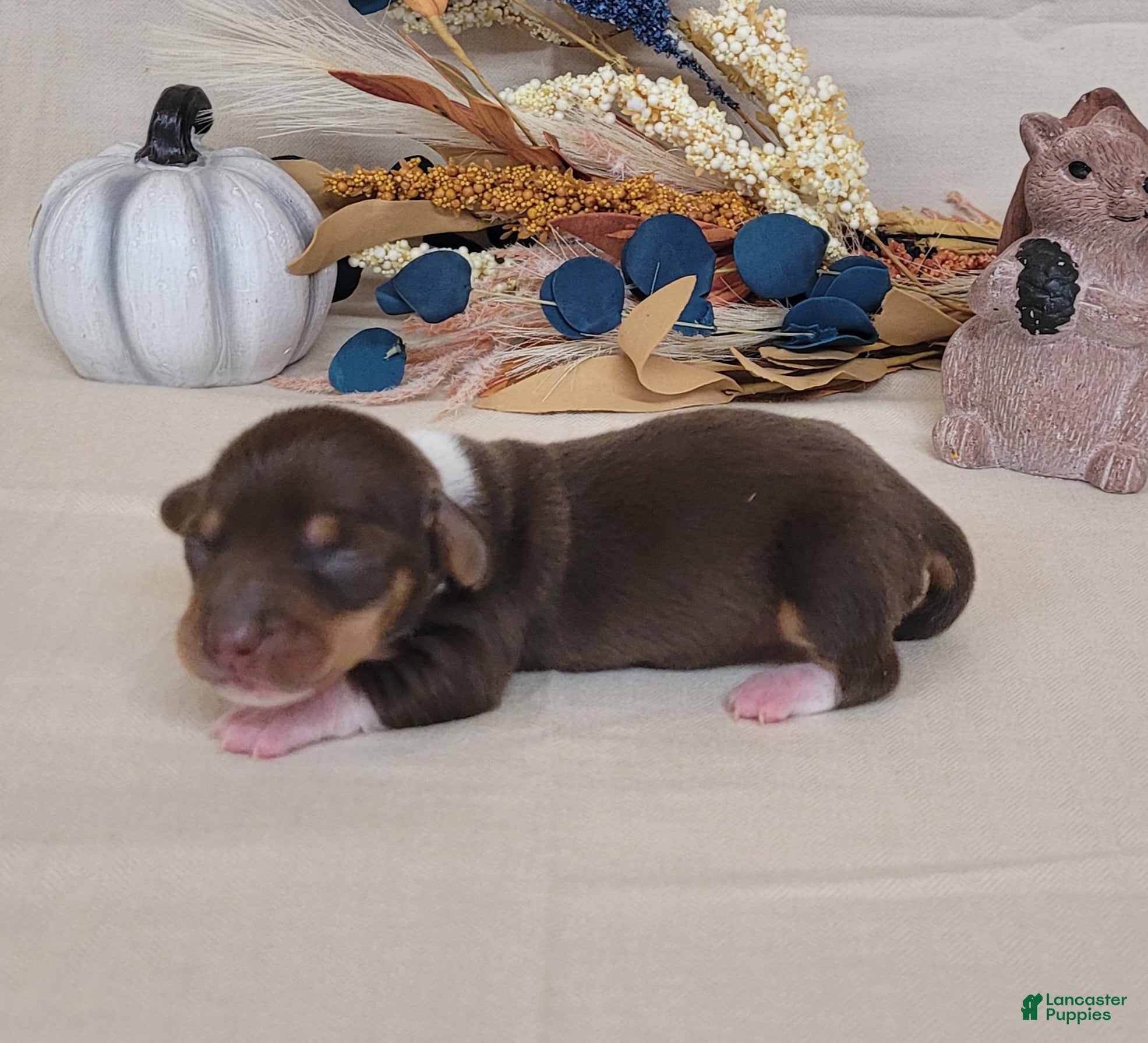 Miniature Dachshund dogs for sale: AKC Harriet purebred Miniature Dachshund  - Ad 2