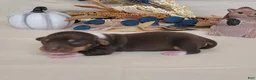 Miniature Dachshund dogs for sale: AKC Harriet purebred Miniature Dachshund  - Ad 2