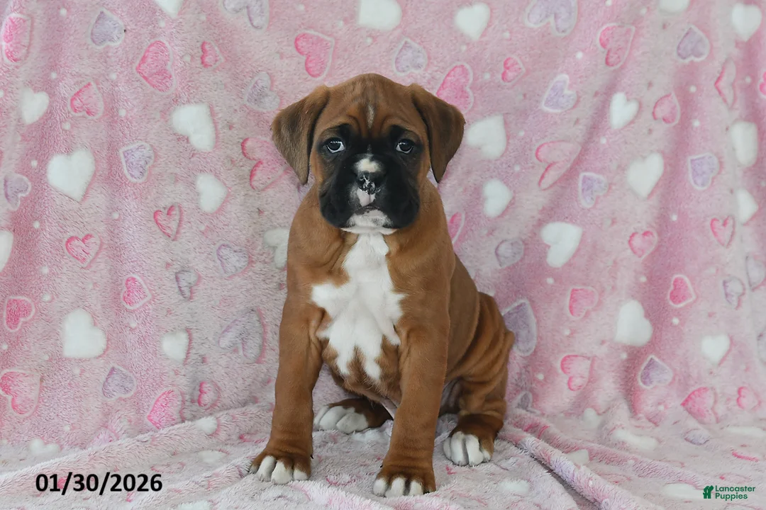 Boxer dogs for sale: Maverick - Ad 2