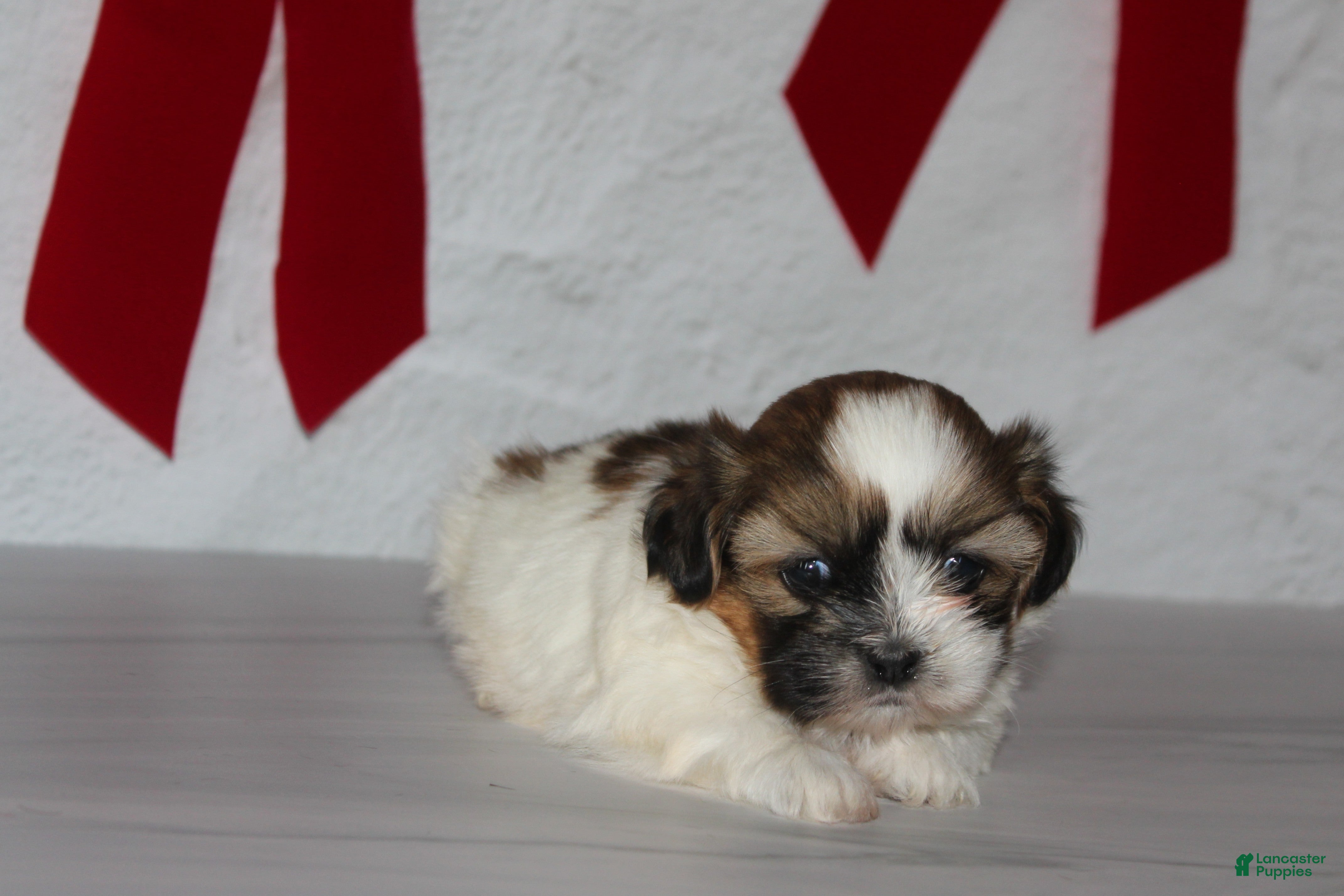 Shih Tzu dogs for sale: Ginger  - Ad 2