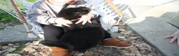 Newfoundland dogs for sale: Ember - Ad 13