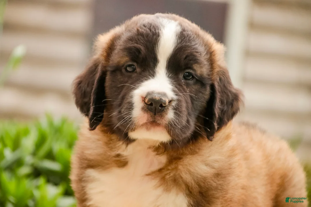 Saint Bernard dogs for sale: Wrenly - Ad 1