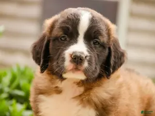 Saint Bernard dogs for sale: Wrenly - Ad 4