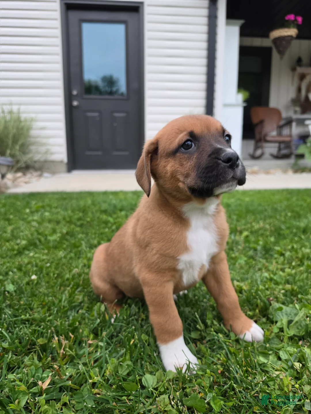 Mixed Breed dogs for sale: Bo - Ad 10