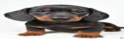 Miniature Dachshund dogs for sale: Buddy - Ad 4