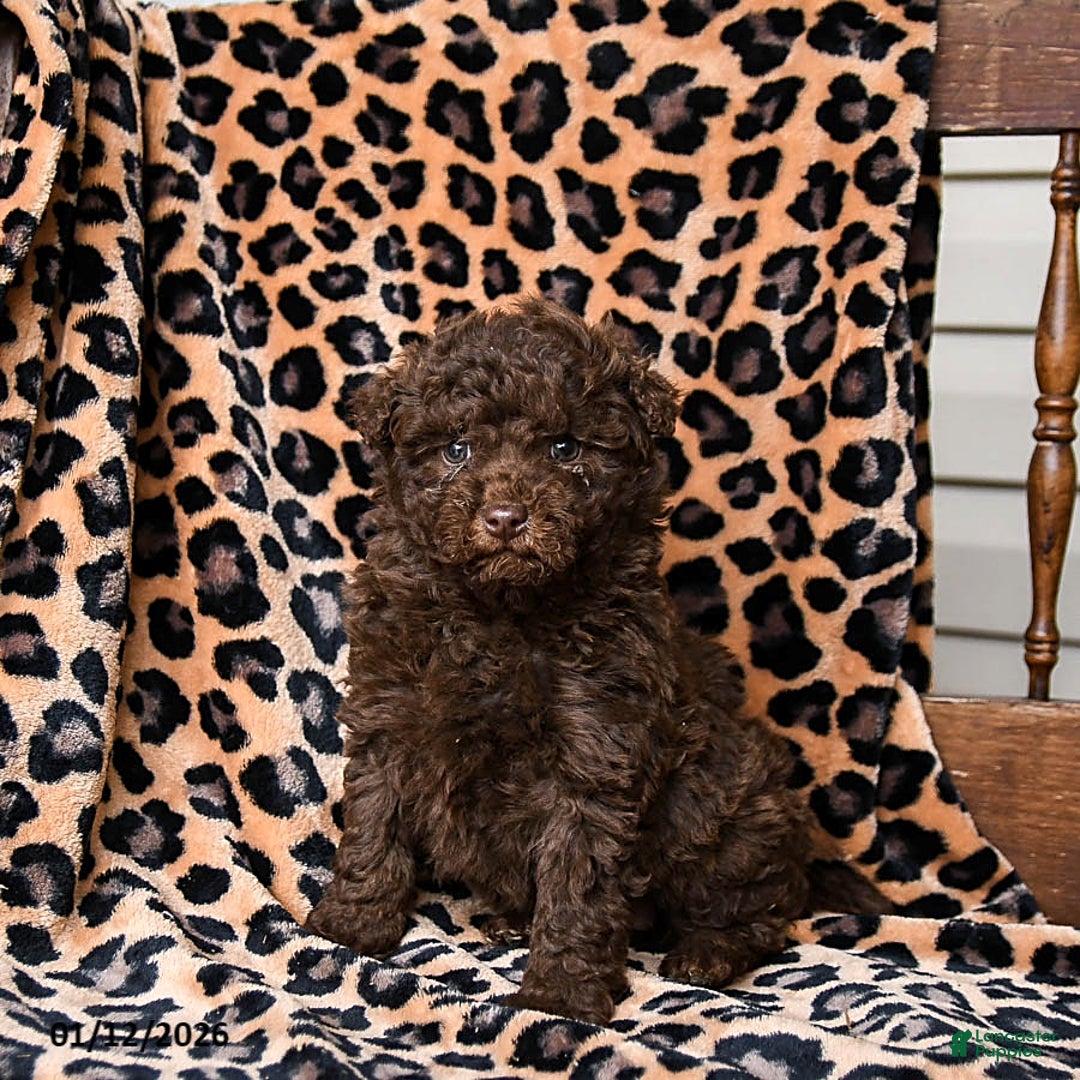 Miniature Labradoodle dogs for sale: Reeses - Ad 2