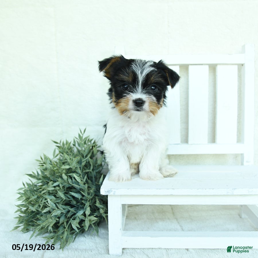 Yorkshire Terrier dogs Baxter - Ad 2