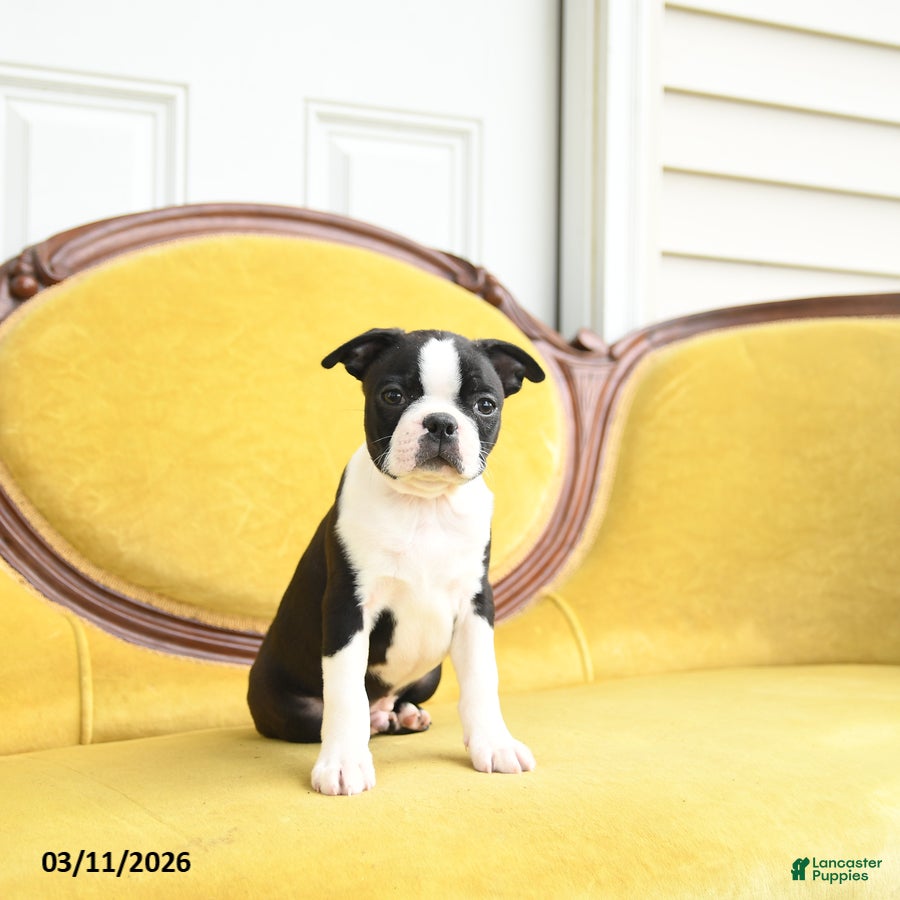 Boston Terrier dogs Smiley - Ad 2