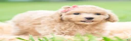 Toy Poodle dogs for sale: Sparkle AKC - Ad 4
