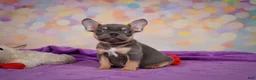 French Bulldog dogs for sale: Bobby - Ad 6