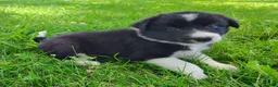 Border Collie dogs for sale: Giligan  - Ad 4