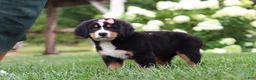Bernese Mountain Dog dogs for sale: Marcy - Ad 5