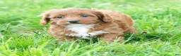 Cavapoo dogs for sale: Natasha - Ad 5