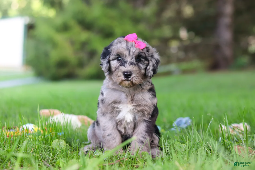 Sheepadoodle dogs for sale: Mimi - Ad 2