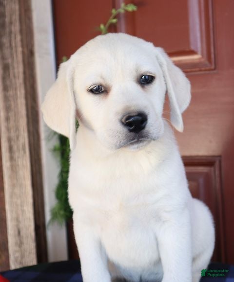 Labrador Retriever dogs Willow - Champion lines - Ad 1