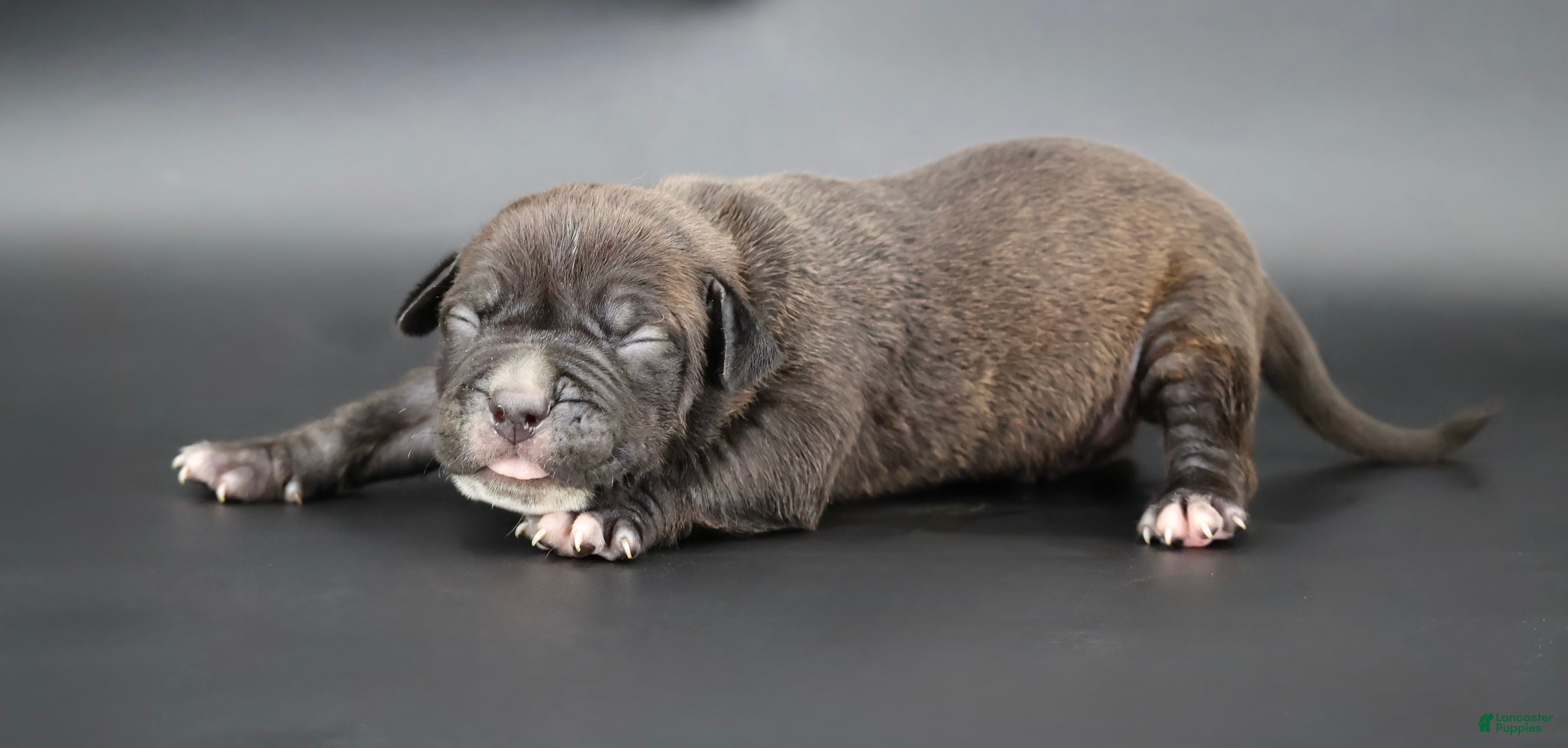 American Bully dogs Osiris - XL - ABKC - Ad 1