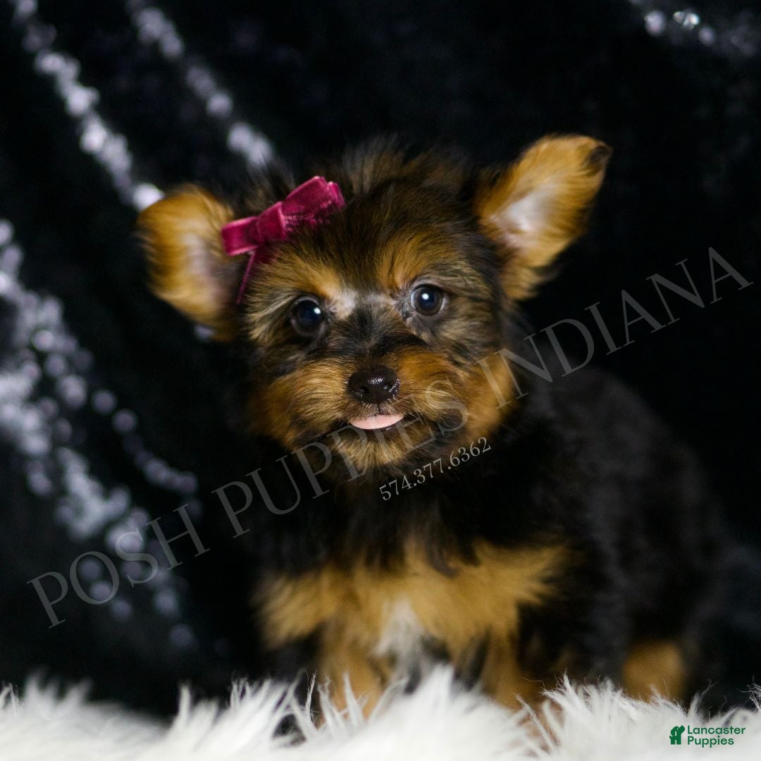 Yorkshire Terrier dogs for sale: Claret - Ad 5