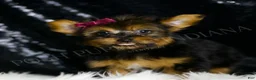 Yorkshire Terrier dogs for sale: Claret - Ad 5