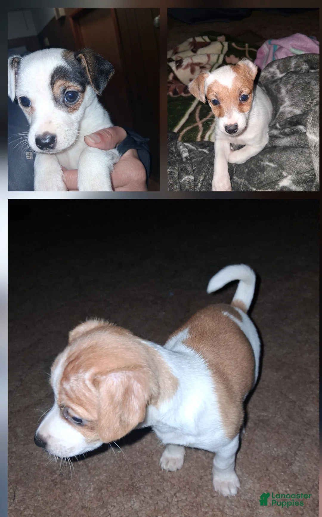 Jack Russell Terrier dogs for sale: Jack Russell Terrier Puppy 2 - Ad 2