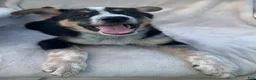 Mixed Breed dogs for sale: Benny - Ad 3
