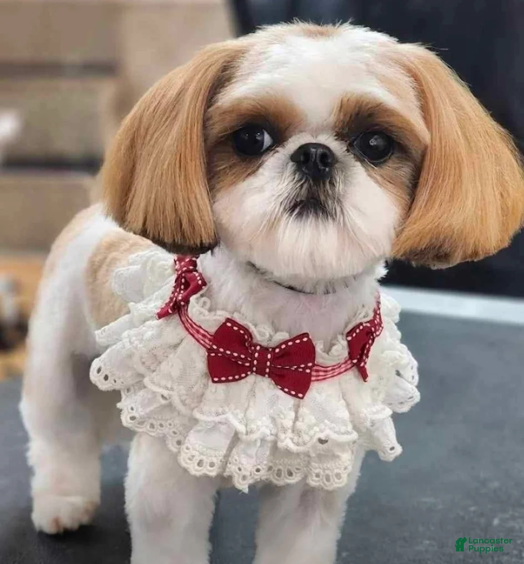 Shih Tzu dogs for sale: Dallas - Ad 11