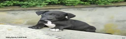 Great Dane dogs for sale: Gizmo - Ad 1