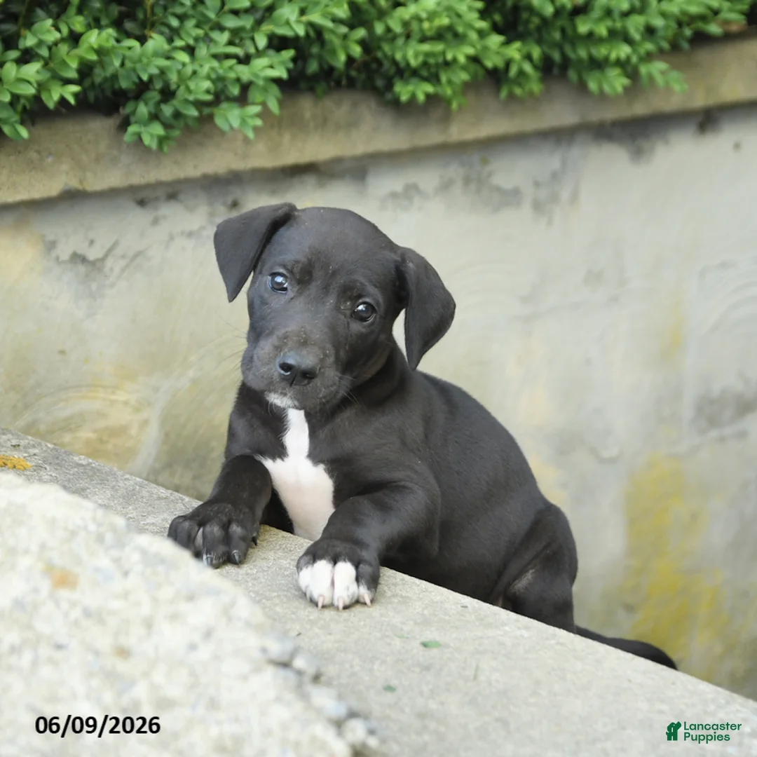Great Dane dogs for sale: Gizmo - Ad 1
