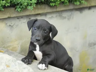 Great Dane dogs for sale: Gizmo - Ad 1