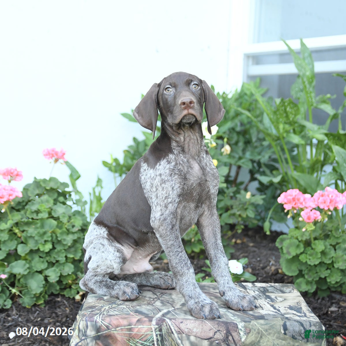German Shorthaired Pointer dogs Charlie - Ad 1