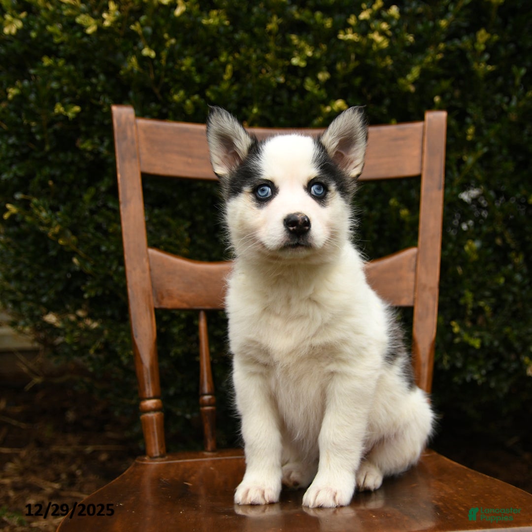 Mixed Breed dogs for sale: Ophelia - Ad 3