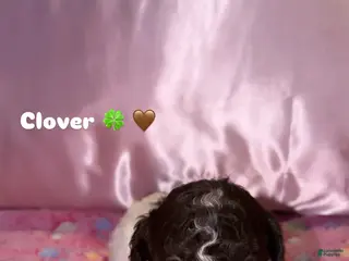 Miniature Poodle dogs Clover - Ad 1