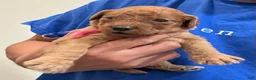 Goldendoodle dogs for sale: Pink - Ad 1