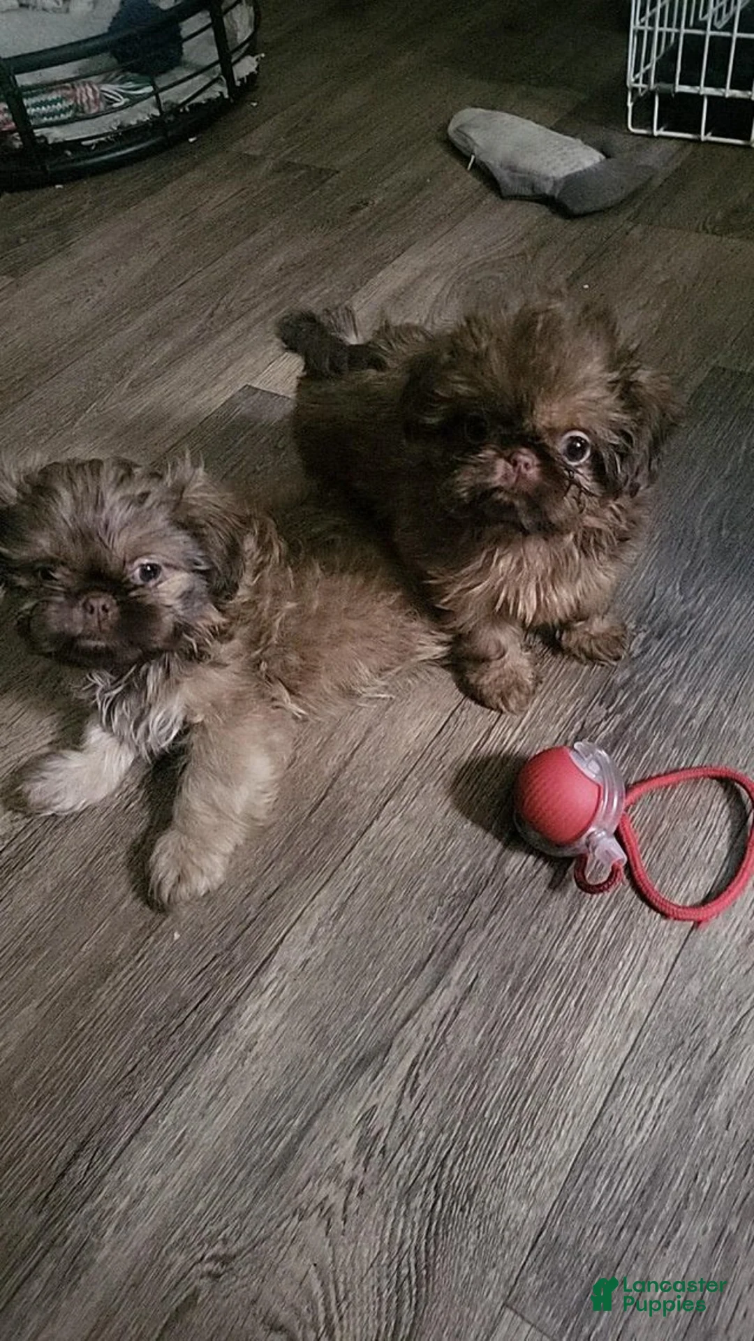 Shih Tzu dogs for sale: Shina - Ad 2