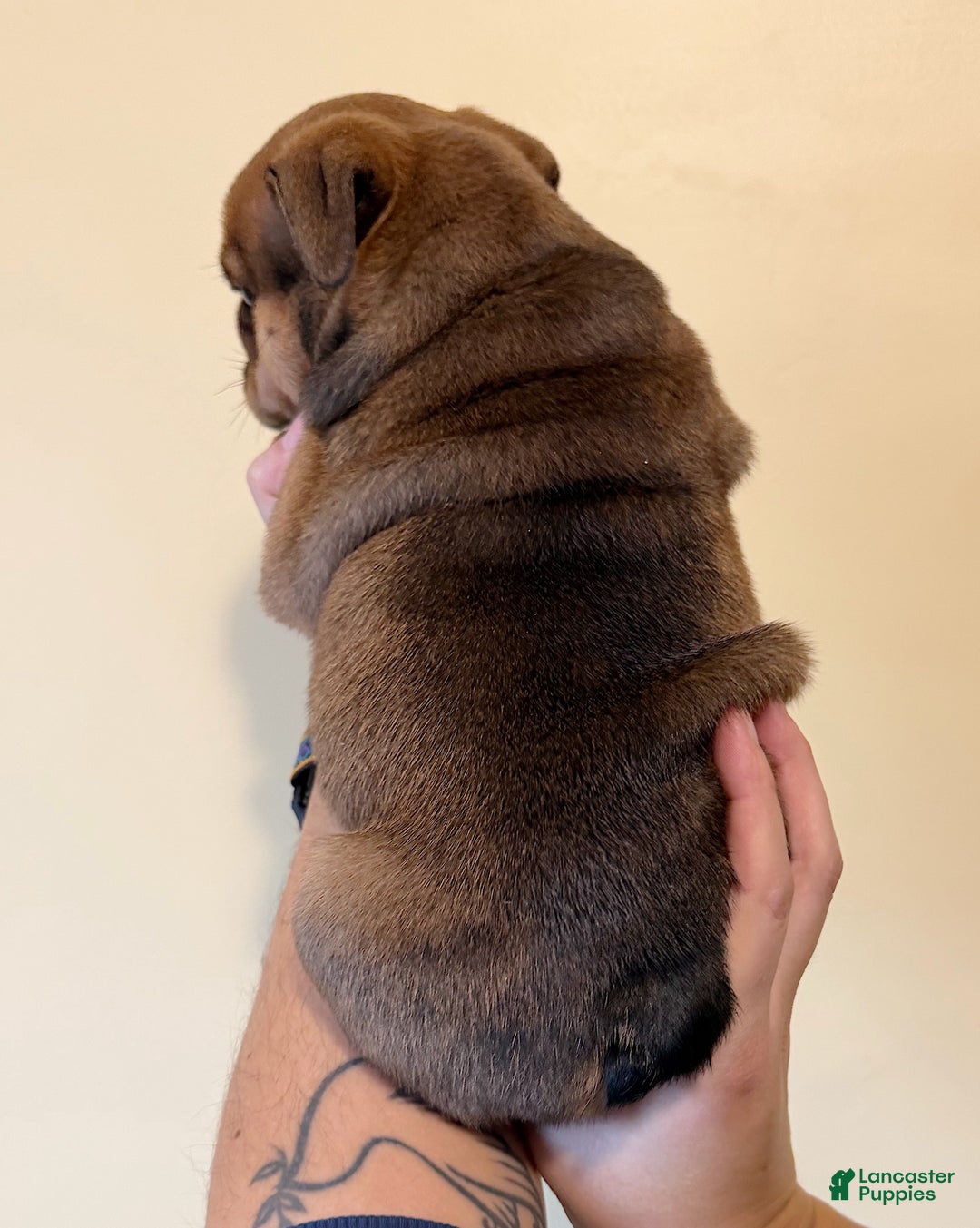 English Bulldog dogs for sale: Gravy - Ad 9