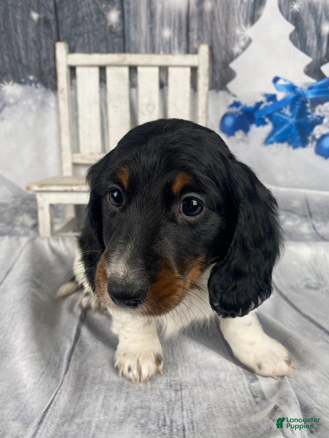 Miniature Dachshund dogs for sale: Oscar - Ad 2