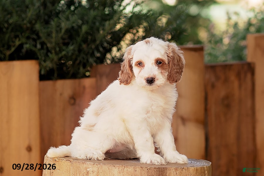 Mini Goldendoodle dogs Tessa - Ad 1